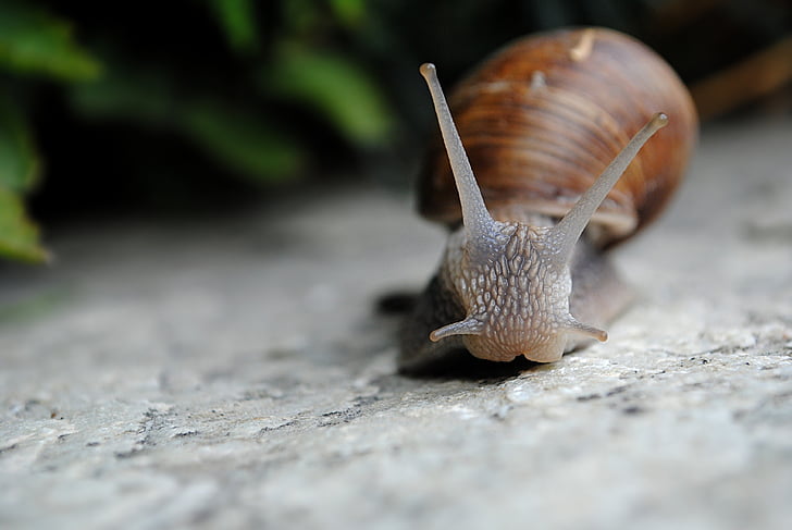 snail, nature, slow, from the front, one animal, animal themes, animals in the wild