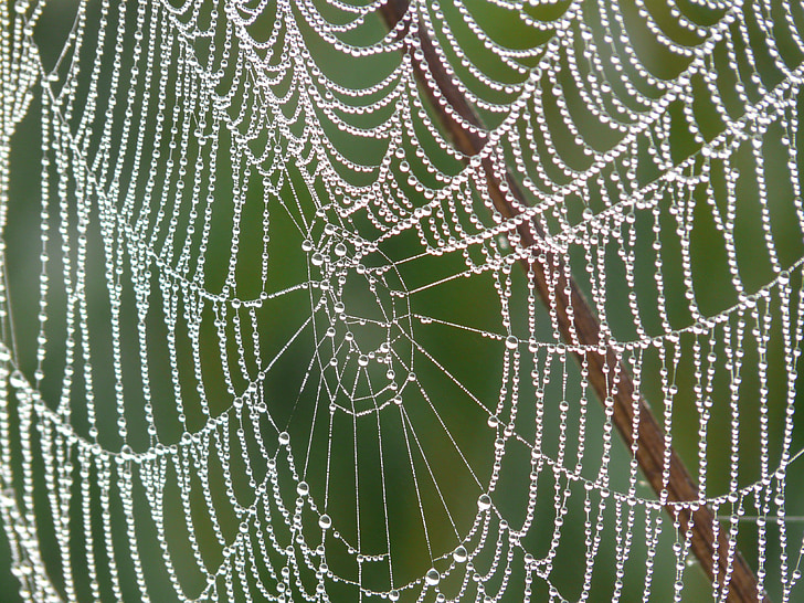 cobweb, morgentau, sương, Dewdrop, nhỏ giọt, Spider web, Thiên nhiên