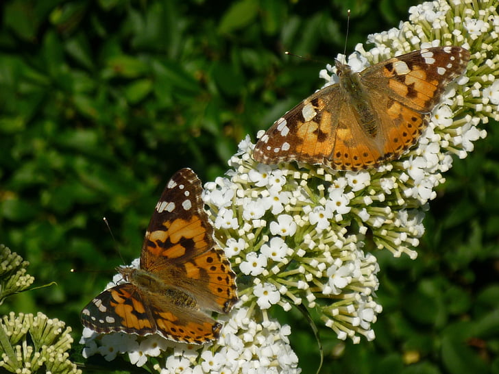 пеперуда, Градина, природата, лято, животните, buddleja davidii, насекоми
