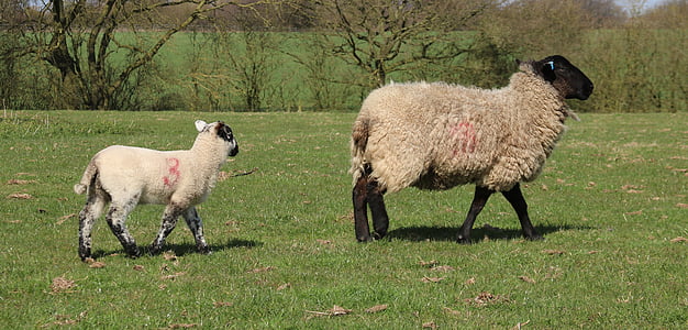 lambad, lambaliha, väli, talu, põllumajandus, vill, karja