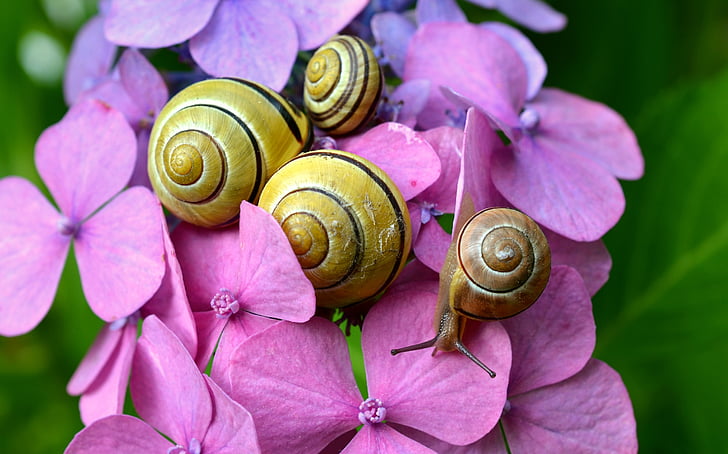 cepaea snails, snails, hydrangeas, blossom, bloom, summer, shell