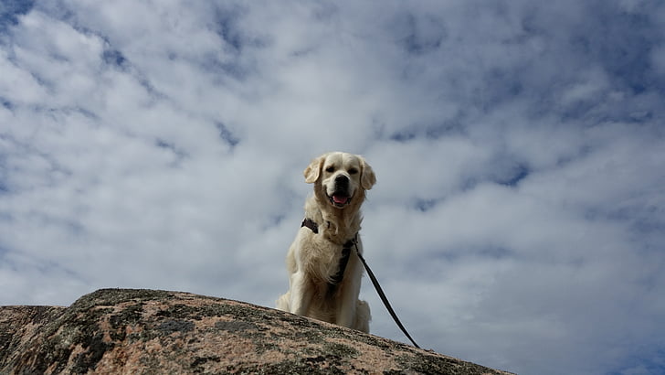 Himmel, perro, Bohuslän, montaña, animales de compañía, animal, perro de raza pura