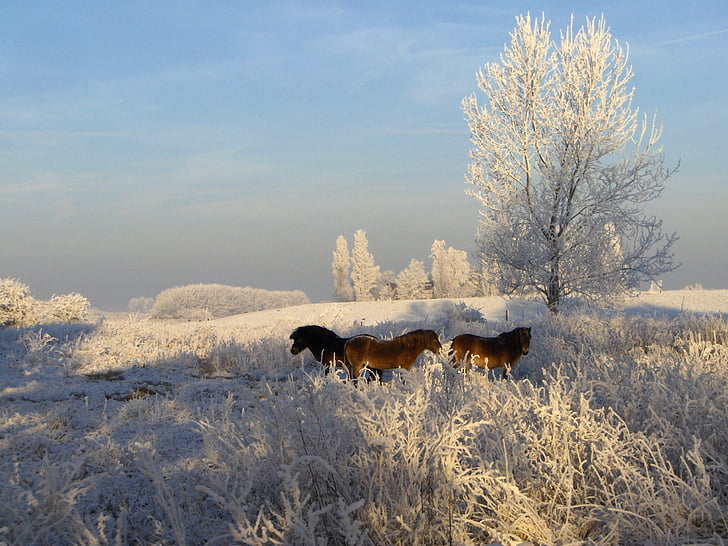 Mraz, konji, Zima, snijeg, Nizozemska, priroda, nizozemski