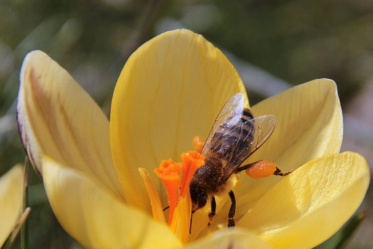 abelha, néctar, voar, forrageamento, prenúncio da Primavera, inseto, Crocus