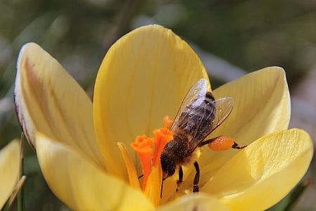 Pszczoła, nektar, latać, żerowania, Zwiastun wiosny, owad, Crocus