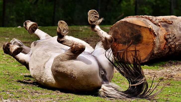 tarpan, horse, play, left out, rolling, animal, nature