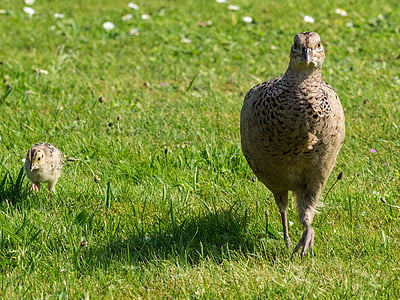 pheasant, hen, chicks, poultry, bird, species, grass