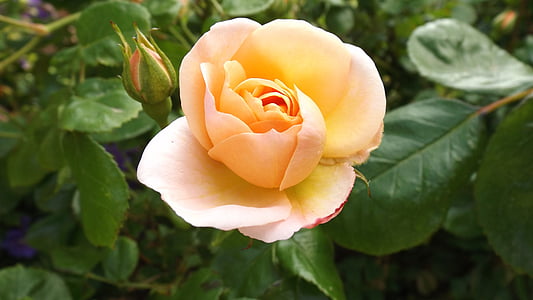 rosa, blomst, natur, Rosebush, kronblad