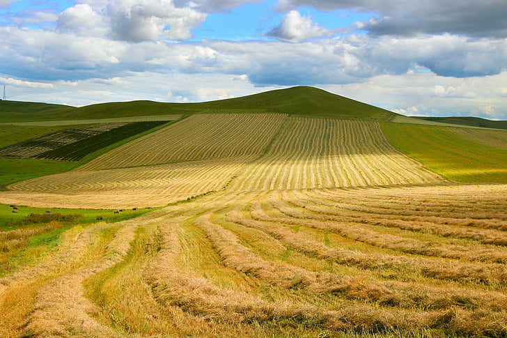 in wheat field, prairie, the vast, landscape