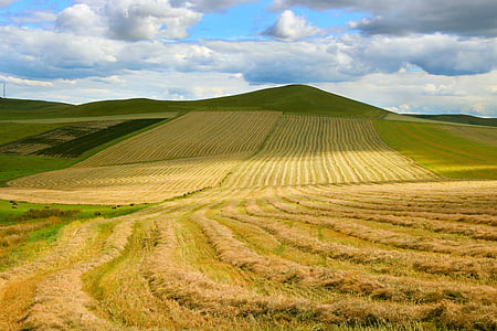 dans le champ de blé, Prairie, le vaste, paysage