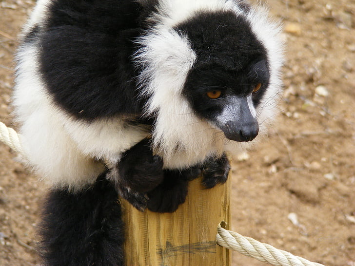 lemur, Maki, abe maki, Zoo, abe, Madagaskar, vilde