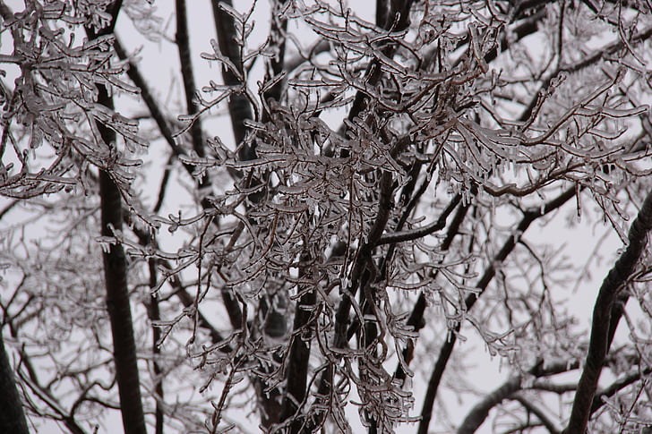 icicles, tree, branches, ice storm, winter, icicle, icy