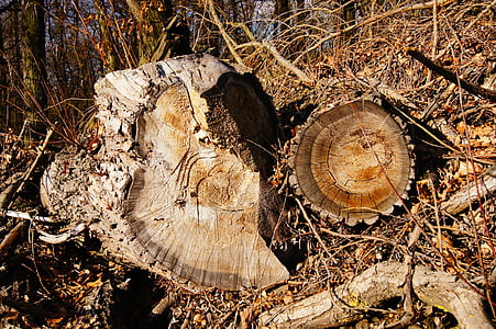 Log, årlige ringe, træ, træ, sawed off, gamle, ligesom
