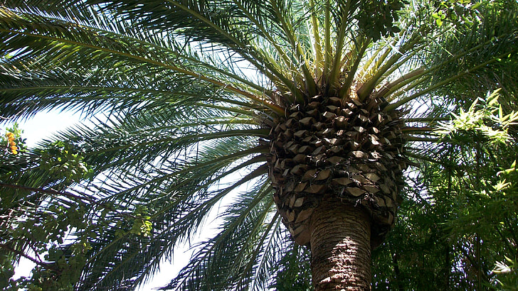 Palme, drevo, tropskih, narave, eksotične, raj