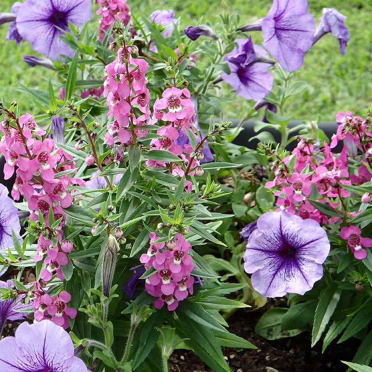 Sân vườn, Hoa, màu tím, Petunia, màu hồng, thực vật, Blossom
