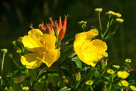 flowers, yellow, delicate flower, plant, yellow flowers, summer flowers, fiore