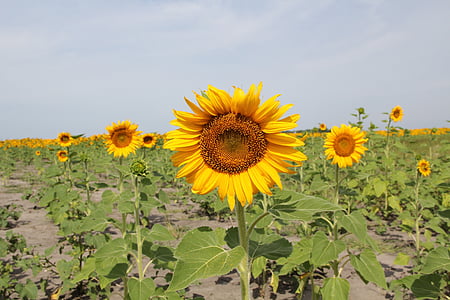 sunflower, field, summer, agriculture, landscape, crop, farm