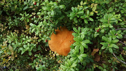 mushroom, boletus, natural nourishment, cranberry-dwarf shrubs