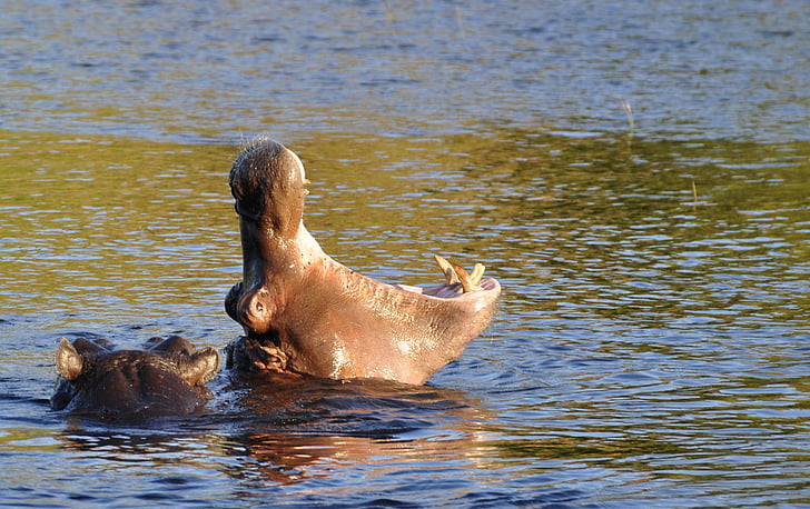 Hippo, hippopotame, menacer, rivière, eau, Chobe, Botswana