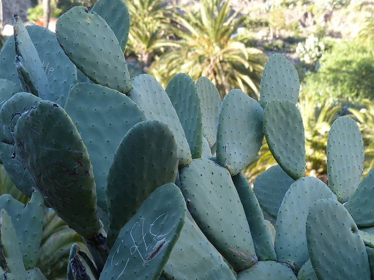 kaktus, stikkende, øret kaktus, piggete pære, ører blader, opuntia, kaktus drivhus