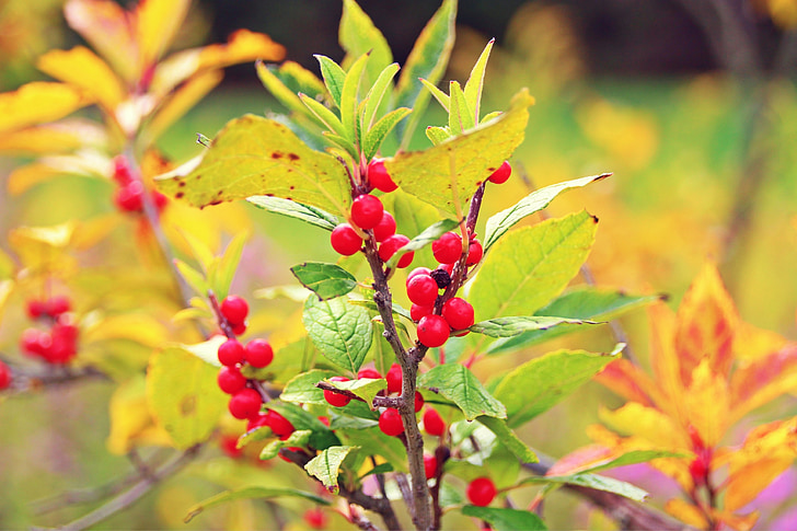 őszi, évszakok, bogyók, bogyó, levelek, piros, lombozat