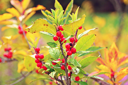 caída, temporadas, bayas, Berry, hojas, rojo, follaje