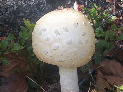 mushroom, mushrooms, toadstools, toxic, poison, deadly, fungi