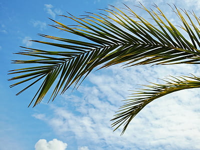 palm, plant, leaves, sun, summer, sea, lake