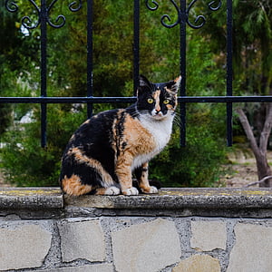 kedi, sokak, meraklı, şaşırttı, hayvan, şirin, Kitty