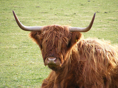 Highland, krowa, Szkocja, trawa, bydło, pole, Owłosione