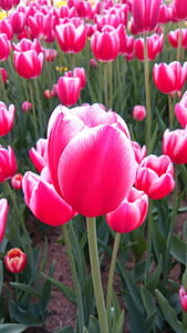 Tulipán, květiny, Příroda, květ, rostliny, opatří