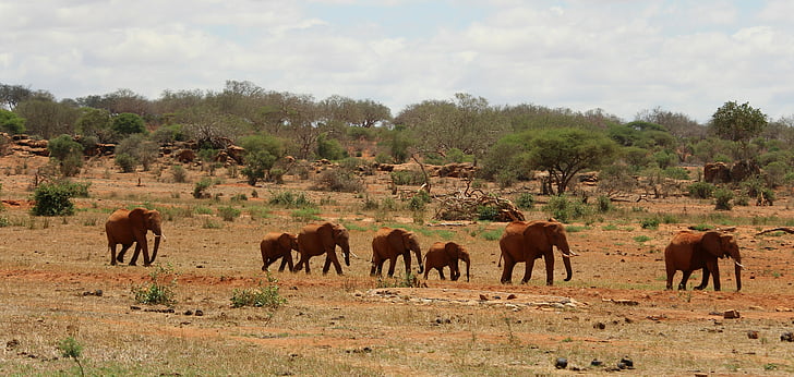 elefante, África, Safari, animal, naturaleza, mamíferos, rebaño