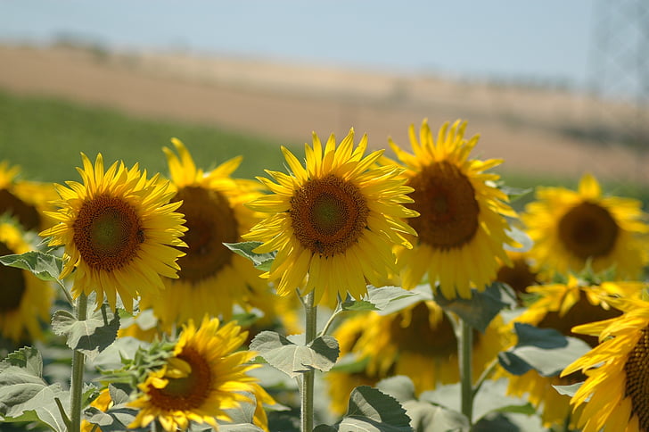 sunflowers, sunflower, campaign, nature, yellow, agriculture, summer