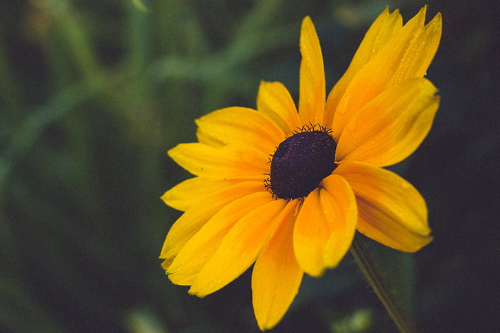 žlutá, květ, Příroda, závod, okvětní lístek, léto, detail