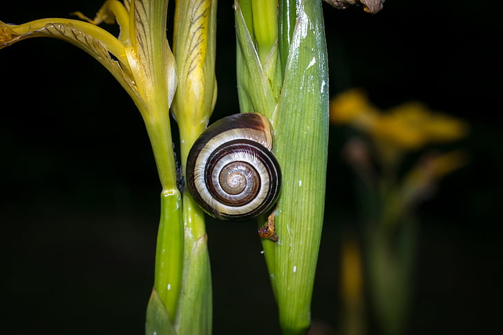 snail, shell, foraging, mollusk, slowly, iris, swamp iris