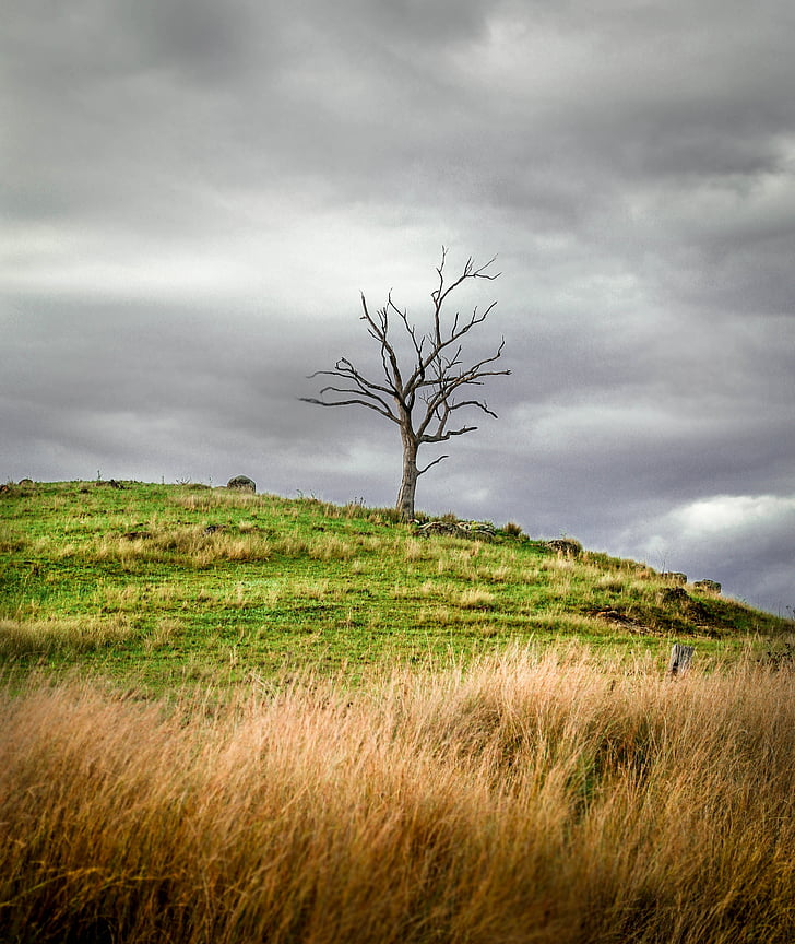 dødt træ, Hill, landskab, ensom, naturskønne