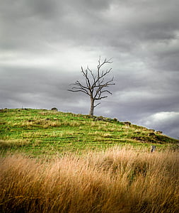 dead tree, hill, landscape, lonely, scenic