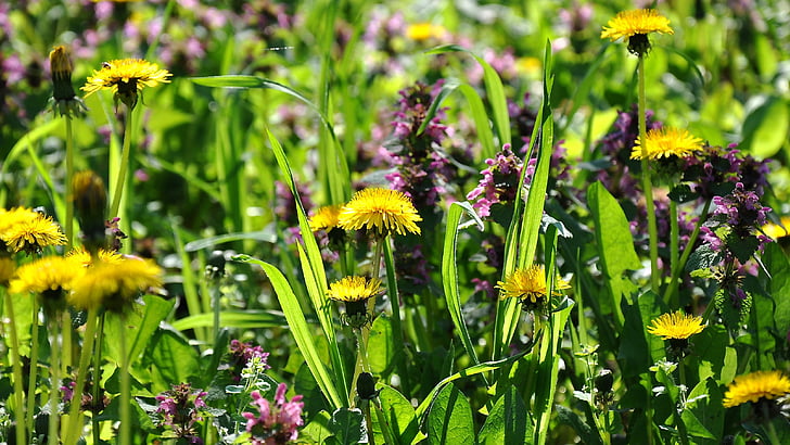 dandelion, yellow flower, spring, meadow, sunshine
