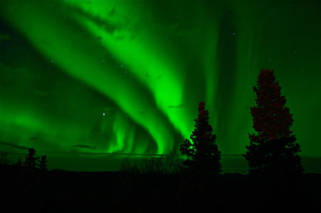 luminile nordului, verde, Yukon, noapte, copac, Aurora borealis, întuneric