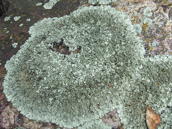 lichen, collema, stone, nature, plant