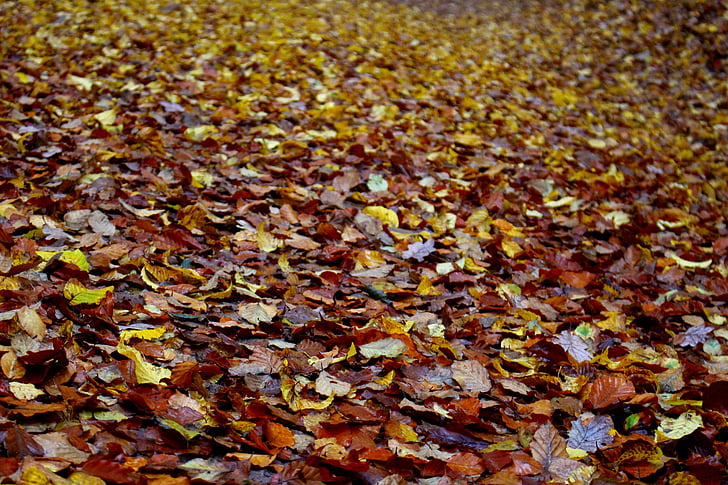 lämnar, skogsmark, hösten, våt, november, färgglada, gyllene