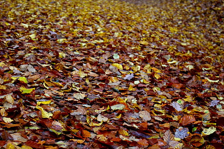 blader, skogbunnen, høst, våte, november, fargerike, gylden