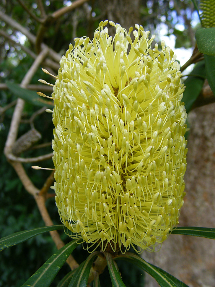flor de Banksia, Banksia, flor, floración, amarillo, australiano, Bush