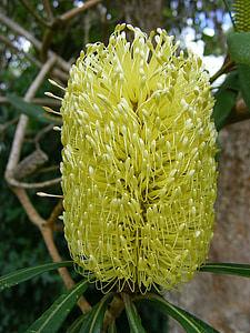 квітка banksia, banksia, квітка, цвітіння, жовтий, Австралійський, Буш
