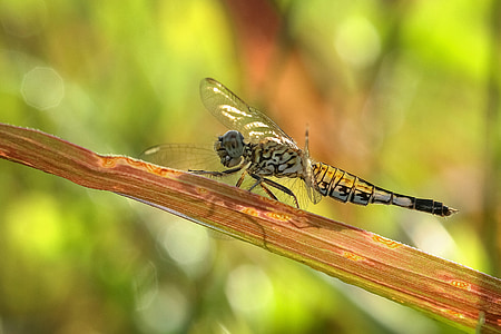 Dragonfly, gråsprængt Spidsand, acisoma panorpoides, makro, insekt, dyr, Wildlife
