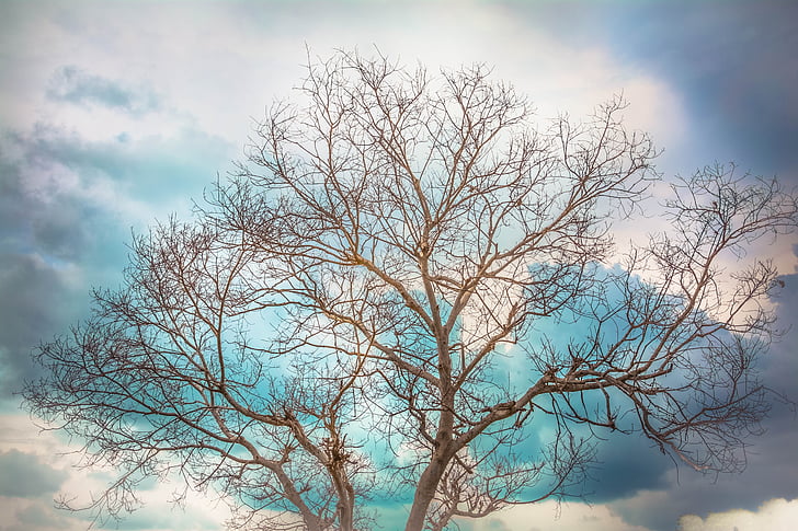 Природа, Лето, фотография, Упавшее дерево, темные облака, gobiphotography, голые дерево