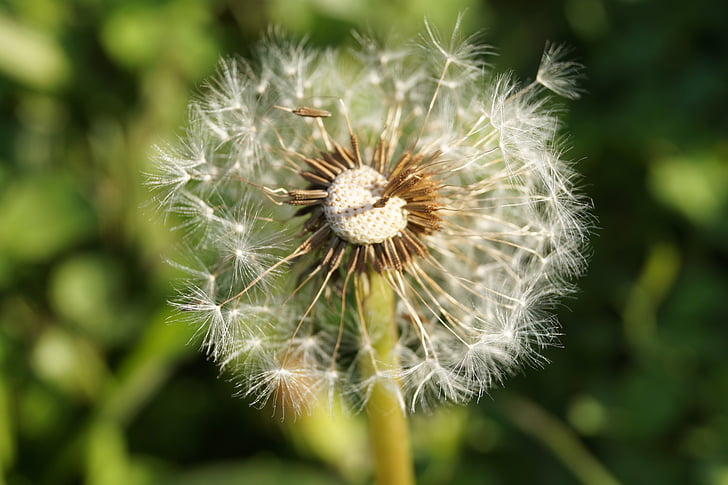 dandelion, close, fly, nature, plant, close-up, seed