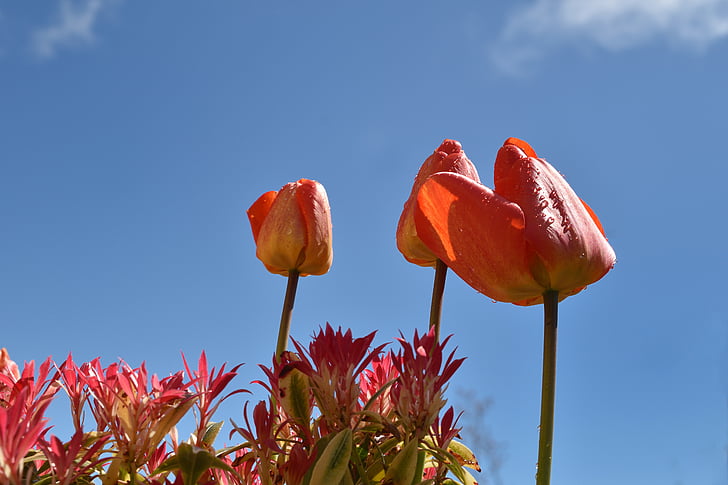 Tulipa, azul, flores no jardim, Copa, natureza, flor, planta