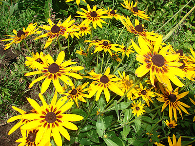 Rudbeckia, Hirta, Blume, gelb, Susan, Blüte, Braun
