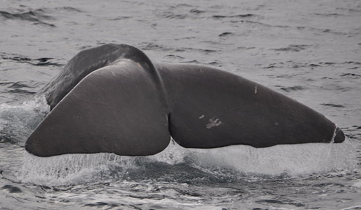 wal, welsh, sperm whale, norway, fin, marine mammals, diving